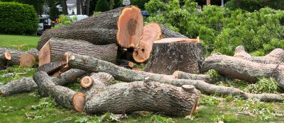 Tree Removal Service detail