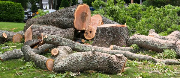 Large Tree Removal in Fort Collins