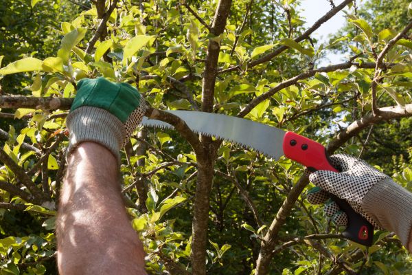 Small Tree Removal in Fort Collins