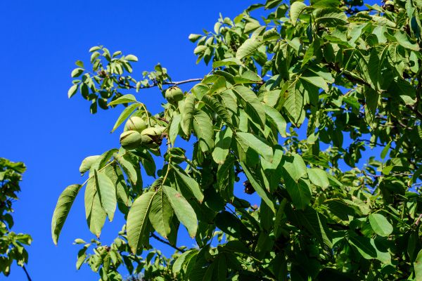 Walnut Tree Removal in Fort Collins