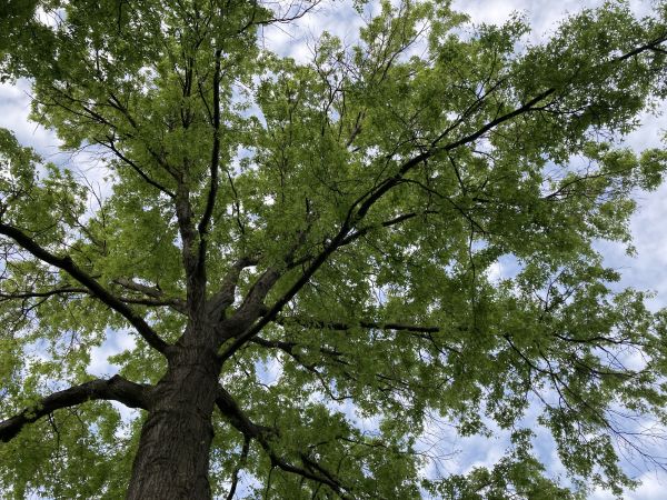 Oak Tree Removal in Fort Collins