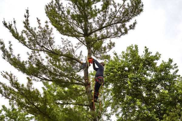 Pine Tree Removal in Fort Collins