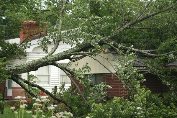 Emergency Tree Removal in Fort Collins