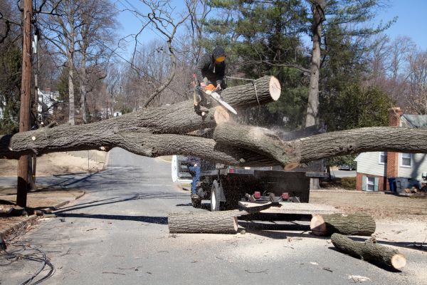 Residential Tree Removal in Fort Collins